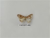 藏品(尺蛾600)的圖片